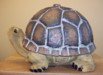 Picture of Recalled Turtle Sprinkler